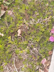 Portulaca grandiflora