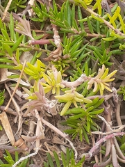 Portulaca grandiflora