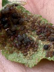 Dysaphis plantaginea