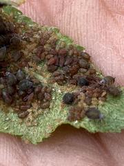 Dysaphis plantaginea