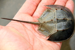 Tachypleus tridentatus