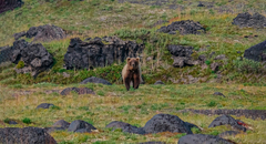 Ursus arctos beringianus