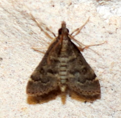 Steniodes declivalis
