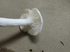 Hygrophorus piceae