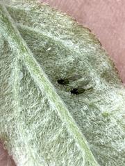 Aphis pomi