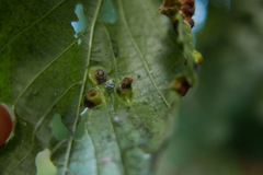Didymomyia tiliacea