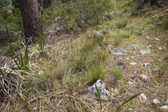 Schoenus cuspidatus