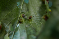 Didymomyia tiliacea
