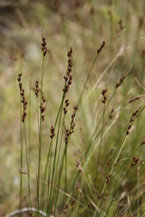 Schoenus cuspidatus