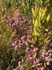 Erica barbigeroides