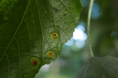 Didymomyia tiliacea