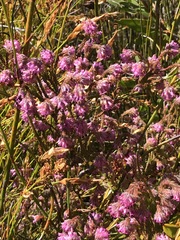 Erica barbigeroides