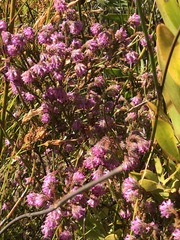 Erica barbigeroides