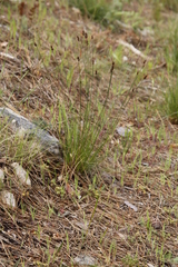 Schoenus cuspidatus