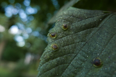 Didymomyia tiliacea