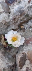Portulaca grandiflora