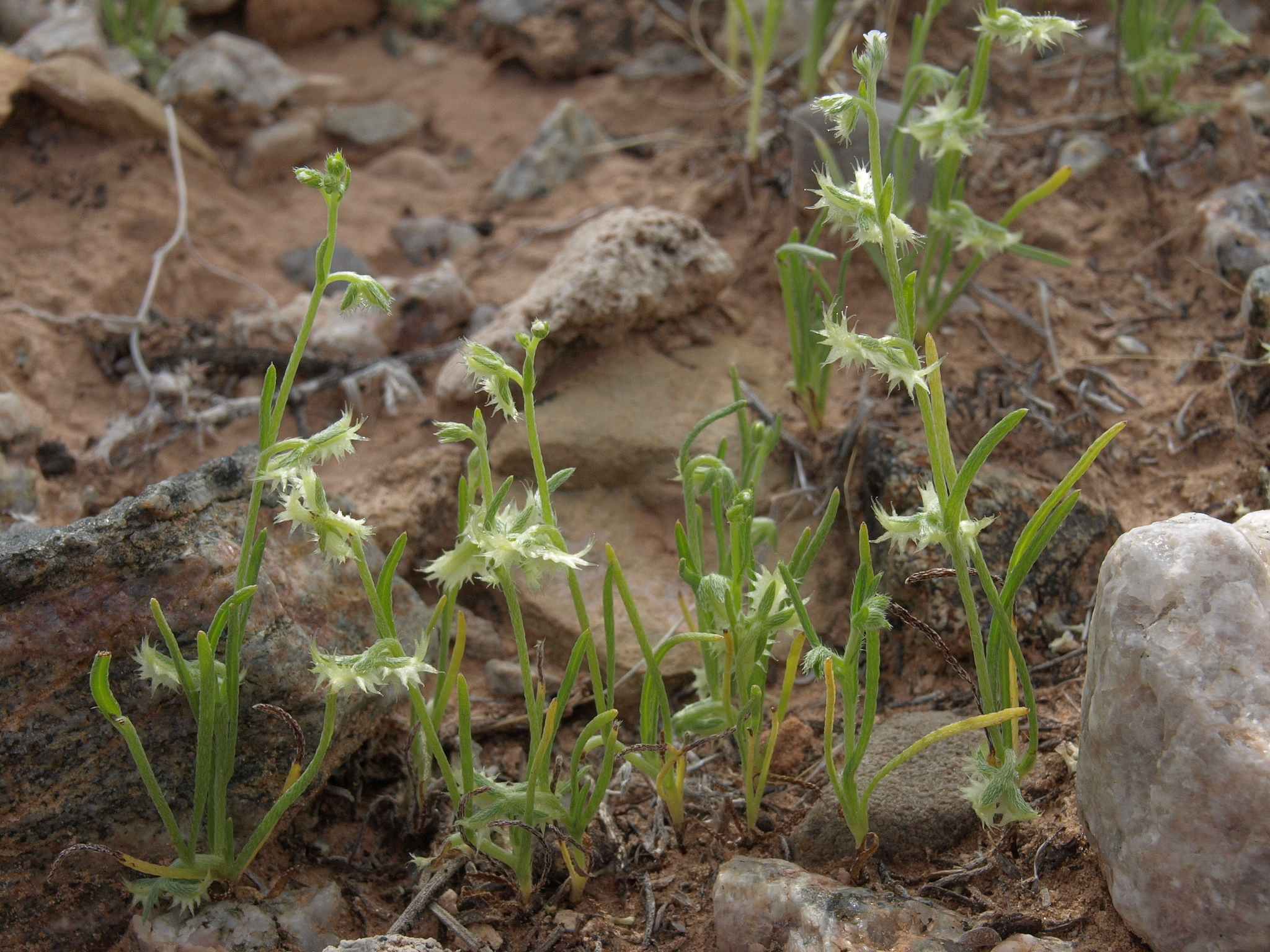 Pectocarya platycarpa