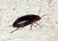 Harpalus