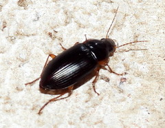 Harpalus