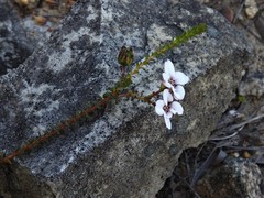 Adenandra brachyphylla
