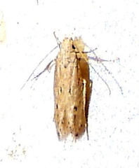 Isophrictis trimaculella