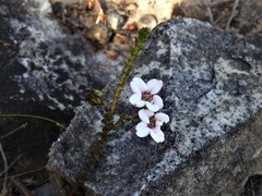 Adenandra brachyphylla