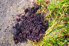 Ursus arctos beringianus