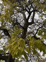 Catalpa speciosa