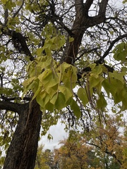 Catalpa speciosa