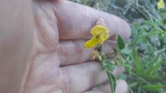 Crotalaria chaco-serranensis