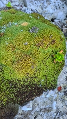 Hypodontium pomiforme