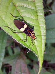 Hypselonotus subterpunctatus