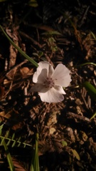 Calochortus umbellatus