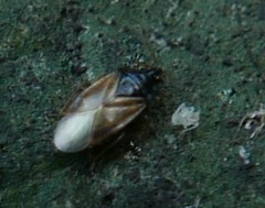 Orius laticollis