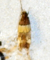 Triclonella determinatella