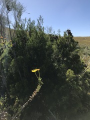 Widdringtonia nodiflora