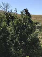 Widdringtonia nodiflora