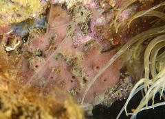 Haliclona fibulata