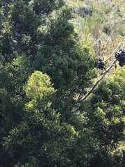 Widdringtonia nodiflora