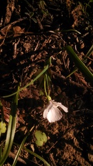 Calochortus umbellatus