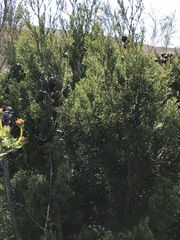 Widdringtonia nodiflora