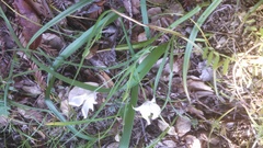 Calochortus umbellatus