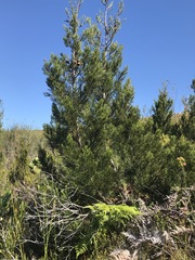 Widdringtonia nodiflora