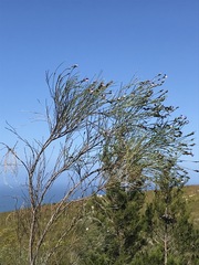 Psoralea pullata