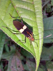 Hypselonotus subterpunctatus
