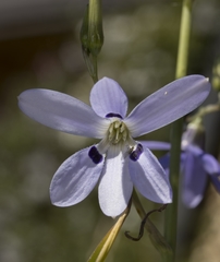 Conanthera trimaculata