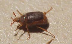 Phytholaema herrmanni