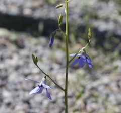 Conanthera trimaculata