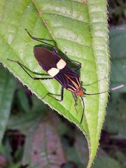 Hypselonotus subterpunctatus