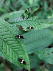Hypselonotus subterpunctatus